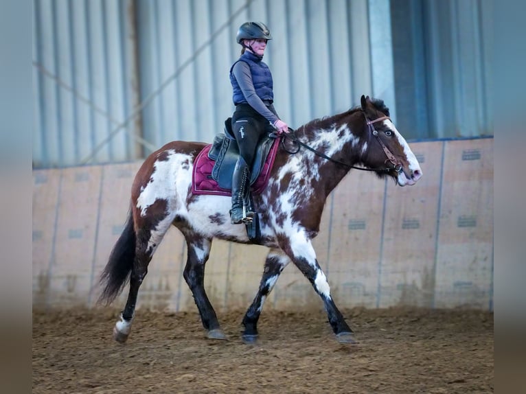 Paint Horse Mix Merrie 6 Jaar 150 cm Gevlekt-paard in Neustadt (Wied)