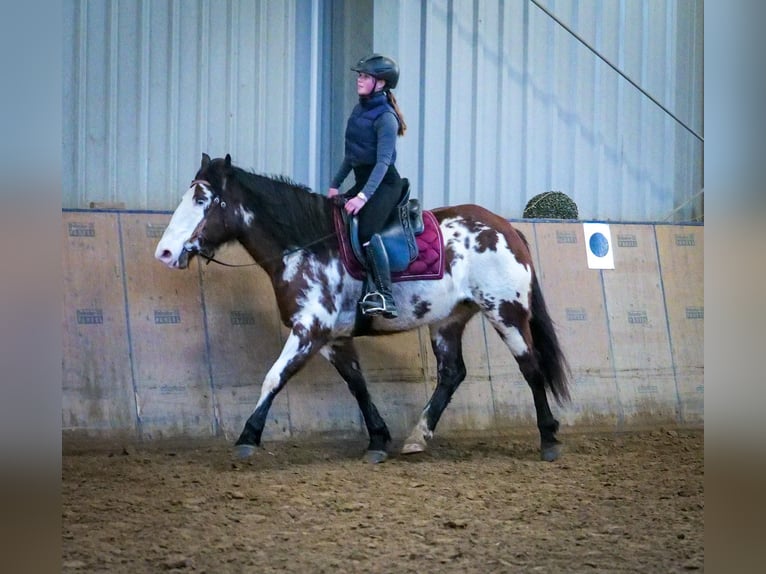 Paint Horse Mix Merrie 6 Jaar 150 cm Gevlekt-paard in Neustadt (Wied)