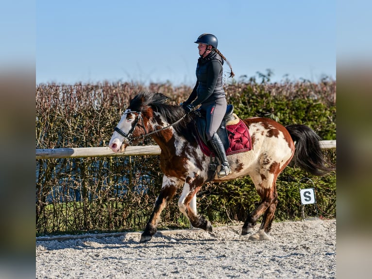 Paint Horse Mix Merrie 6 Jaar 150 cm Gevlekt-paard in Neustadt (Wied)