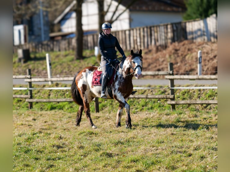 Paint Horse Mix Merrie 6 Jaar 150 cm Gevlekt-paard in Neustadt (Wied)