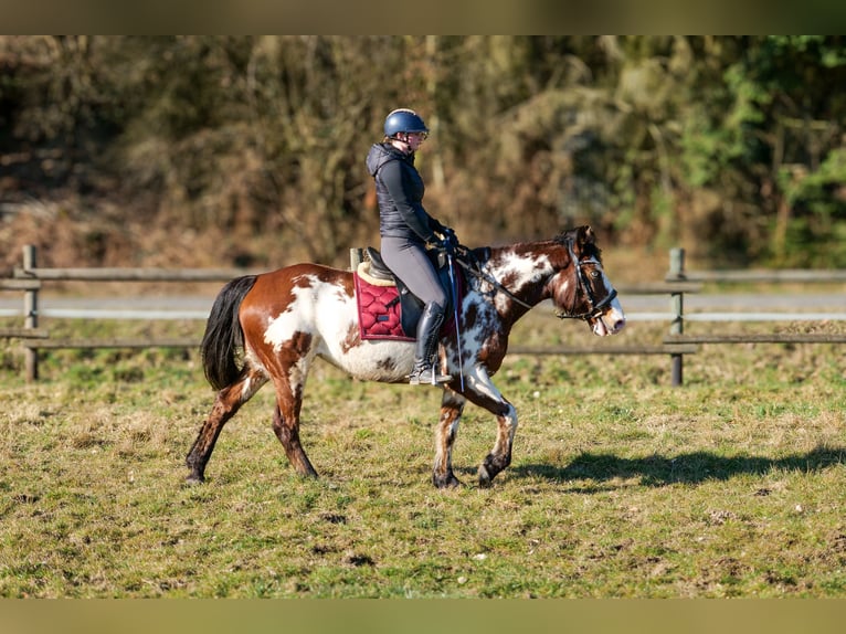 Paint Horse Mix Merrie 6 Jaar 150 cm Gevlekt-paard in Neustadt (Wied)