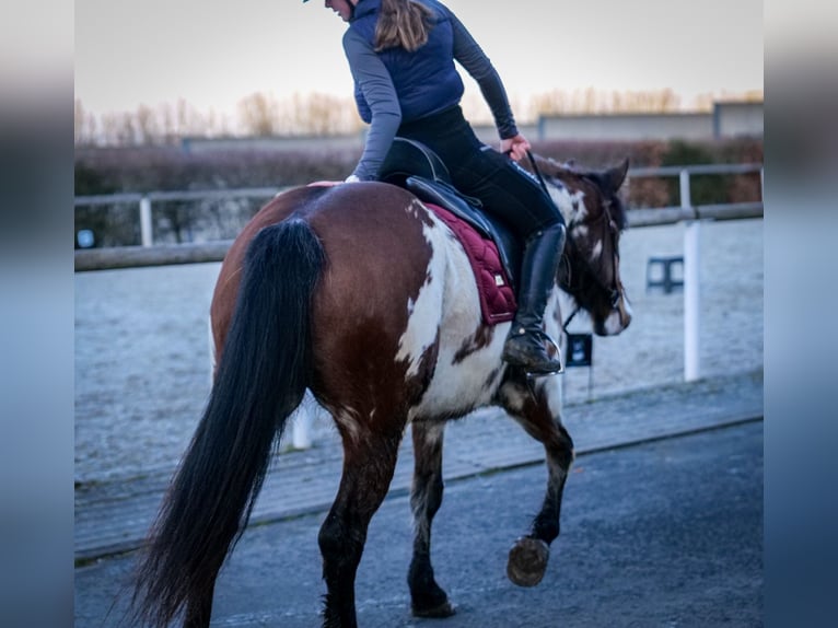 Paint Horse Mix Merrie 6 Jaar 150 cm Gevlekt-paard in Neustadt (Wied)