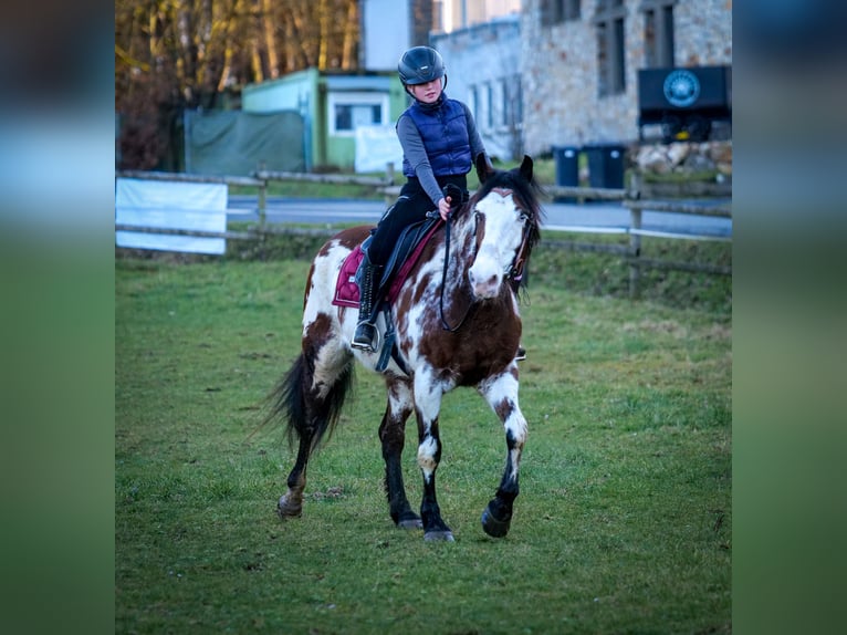 Paint Horse Mix Merrie 6 Jaar 150 cm Gevlekt-paard in Neustadt (Wied)