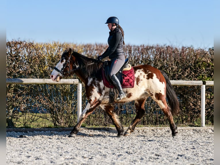 Paint Horse Mix Merrie 6 Jaar 150 cm Gevlekt-paard in Neustadt (Wied)