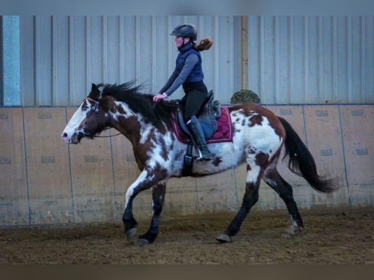 Paint Horse Mix Merrie 6 Jaar 150 cm Gevlekt-paard in Neustadt (Wied)