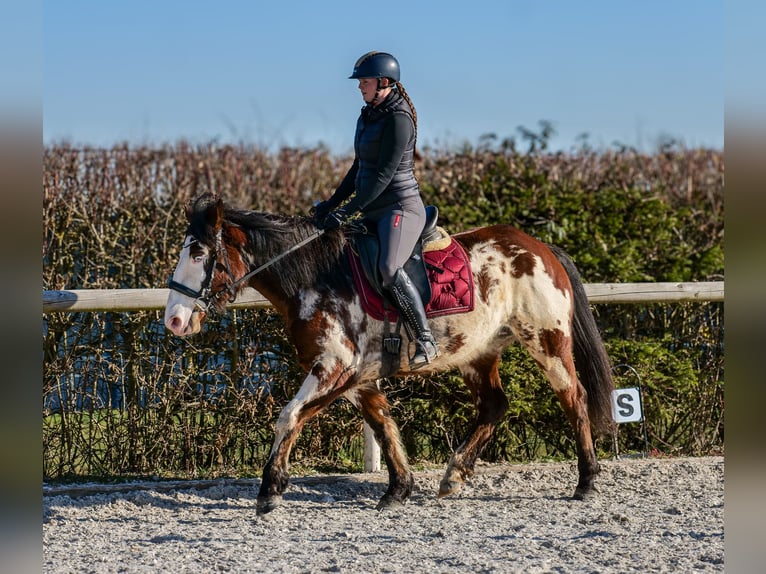 Paint Horse Mix Merrie 6 Jaar 150 cm Gevlekt-paard in Neustadt (Wied)