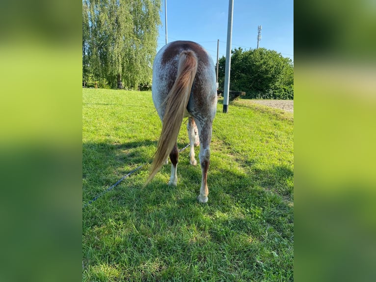 Paint Horse Merrie 6 Jaar 150 cm Overo-alle-kleuren in Cermenate