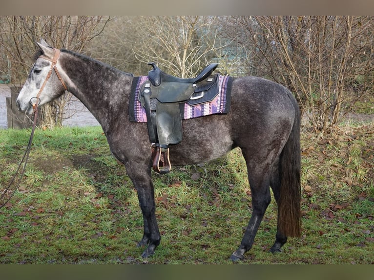 Paint Horse Merrie 6 Jaar 150 cm Schimmel in Ahlerstedt