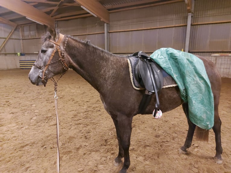 Paint Horse Merrie 6 Jaar 150 cm Schimmel in Ahlerstedt