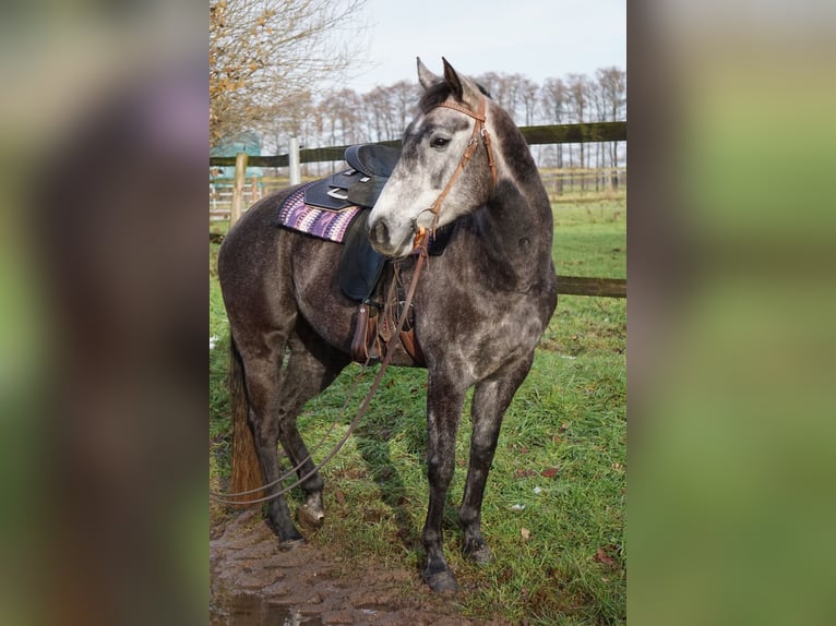 Paint Horse Merrie 6 Jaar 150 cm Schimmel in Ahlerstedt