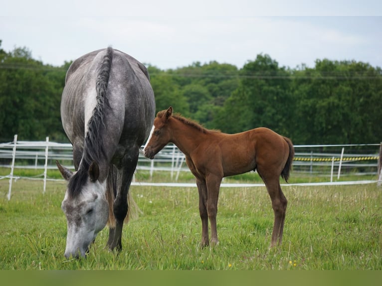 Paint Horse Merrie 6 Jaar 150 cm Schimmel in Ahlerstedt