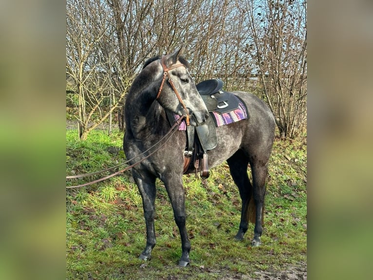 Paint Horse Merrie 6 Jaar 150 cm Schimmel in Ahlerstedt