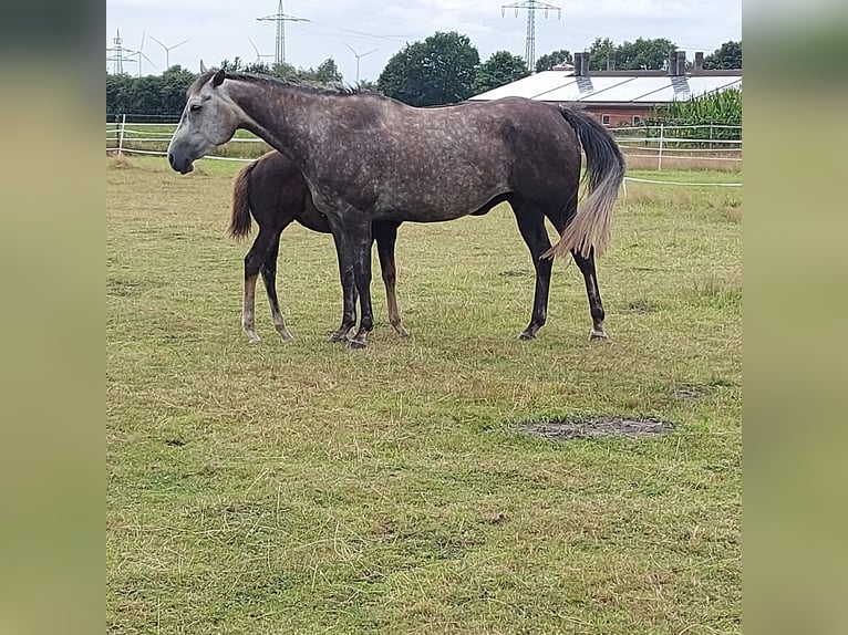Paint Horse Merrie 6 Jaar 150 cm Schimmel in Ahlerstedt