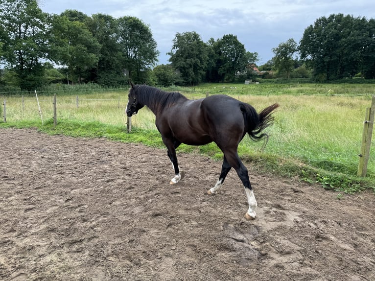 Paint Horse Mix Merrie 6 Jaar 151 cm Zwart in Bremervörde