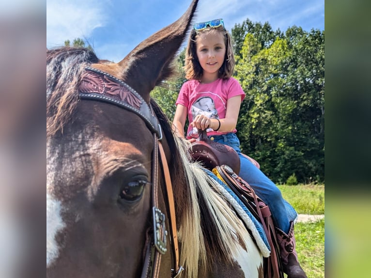 Paint Horse Merrie 6 Jaar 152 cm Donkere-vos in Greenwood Paint Horse Merrie 6 Jaar 152 cm Donkere-vos in Greenwood