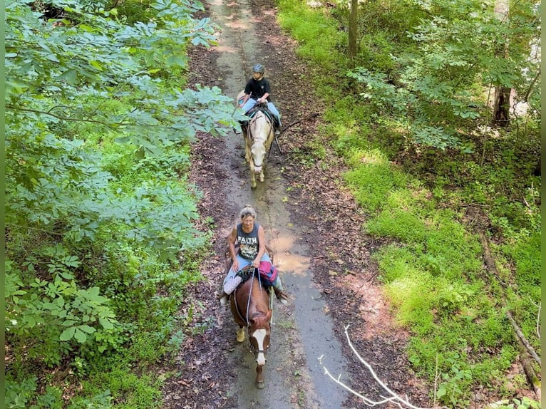 Paint Horse Merrie 6 Jaar 157 cm Dunalino in New Holland, PA