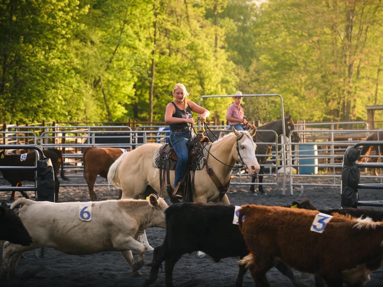 Paint Horse Merrie 6 Jaar 157 cm Dunalino in New Holland, PA