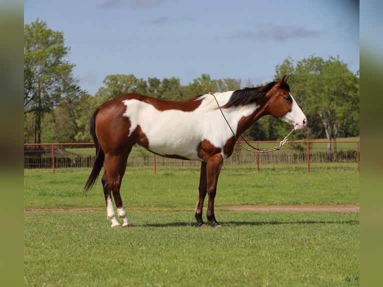 Paint Horse Merrie 6 Jaar 157 cm in Grand Saline, TX