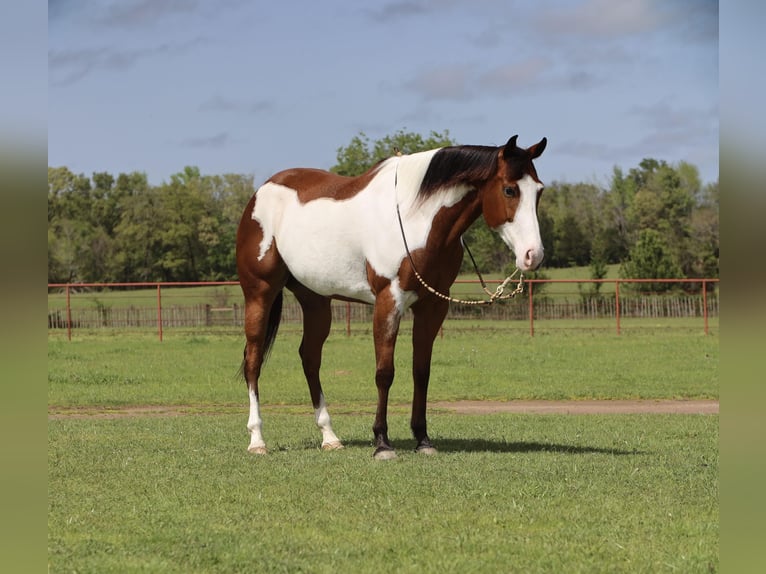 Paint Horse Merrie 6 Jaar 157 cm in Grand Saline, TX