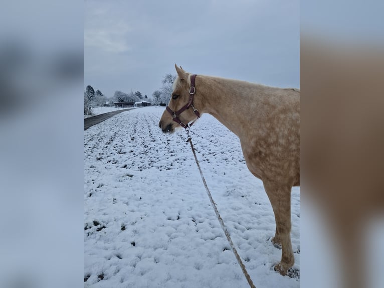 Paint Horse Merrie 6 Jaar 158 cm Palomino in Tamm