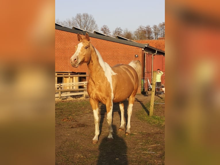 Paint Horse Mix Merrie 6 Jaar 160 cm Champagne in Lengerich