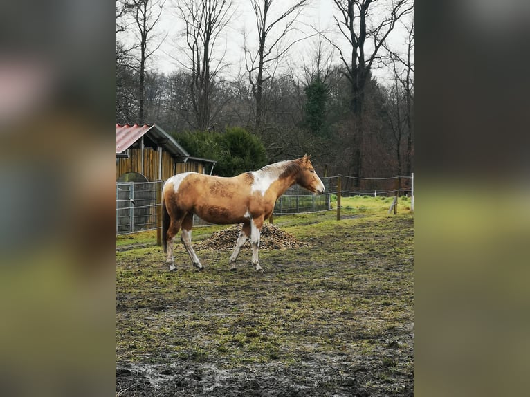 Paint Horse Mix Merrie 6 Jaar 160 cm Champagne in Lengerich