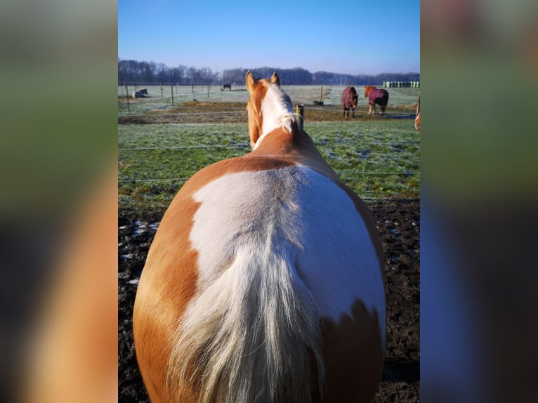 Paint Horse Mix Merrie 6 Jaar 160 cm Champagne in Lengerich