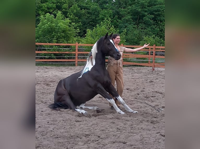 Paint Horse Mix Merrie 6 Jaar 165 cm Gevlekt-paard in Kiskörös