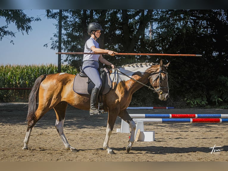 Paint Horse Mix Merrie 6 Jaar 165 cm Gevlekt-paard in Kiskörös