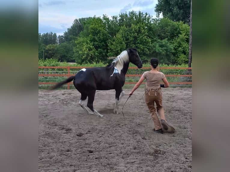 Paint Horse Mix Merrie 6 Jaar 165 cm Gevlekt-paard in Kiskörös