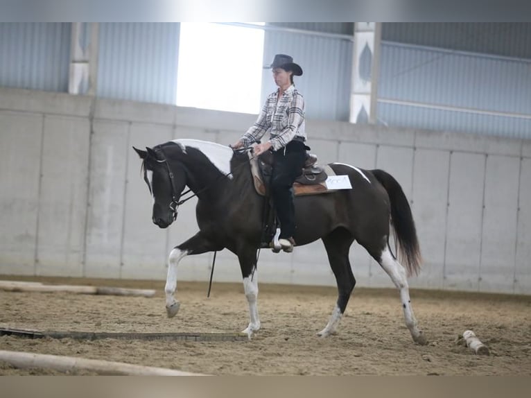 Paint Horse Mix Merrie 6 Jaar 165 cm Gevlekt-paard in Kiskörös