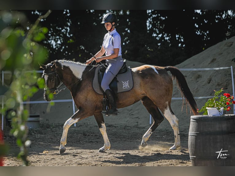 Paint Horse Mix Merrie 6 Jaar 165 cm Gevlekt-paard in Kiskörös