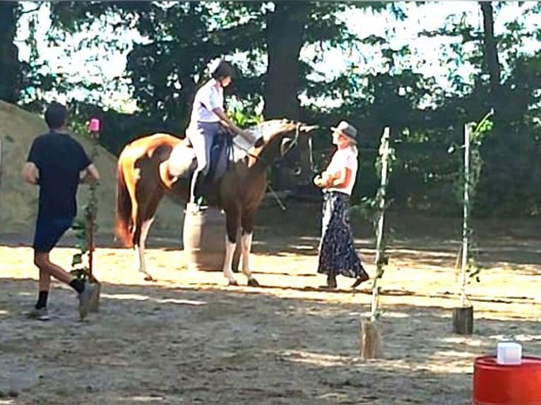 Paint Horse Mix Merrie 6 Jaar 165 cm Gevlekt-paard in Kisk&#xF6;r&#xF6;s