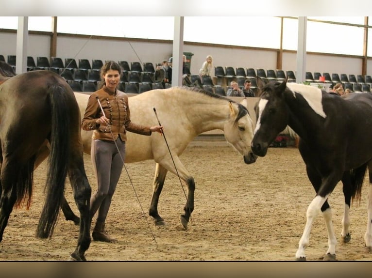 Paint Horse Mix Merrie 6 Jaar 165 cm Gevlekt-paard in Kisk&#xF6;r&#xF6;s