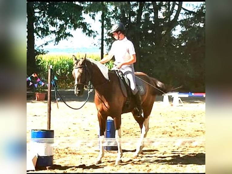 Paint Horse Mix Merrie 6 Jaar 165 cm Gevlekt-paard in Kiskörös