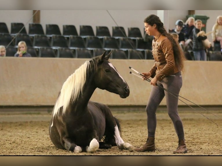 Paint Horse Mix Merrie 6 Jaar 165 cm Gevlekt-paard in Kiskörös