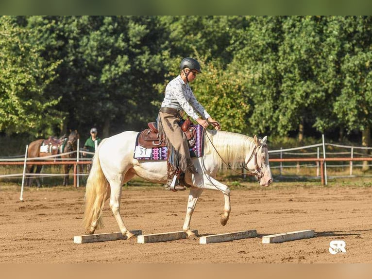 Paint Horse Merrie 7 Jaar 144 cm Tobiano-alle-kleuren in Elmlohe