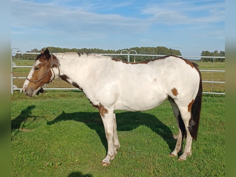Paint Horse Mix Merrie 7 Jaar 149 cm Gevlekt-paard in Wieck