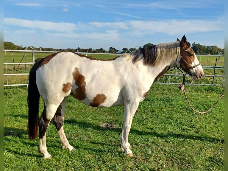 Paint Horse Mix Merrie 7 Jaar 149 cm Gevlekt-paard in Wieck