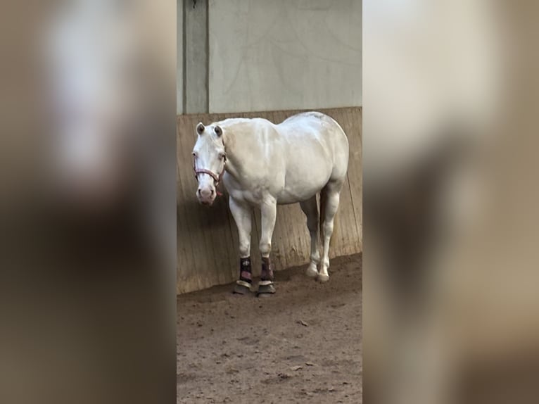 Paint Horse Merrie 7 Jaar 149 cm Wit in Oberderdingen