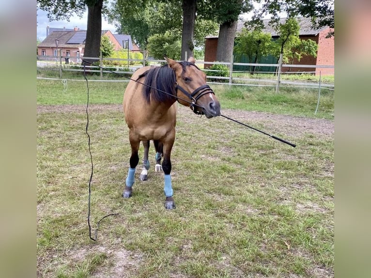 Paint Horse Merrie 7 Jaar 150 cm Falbe in Elsdorf