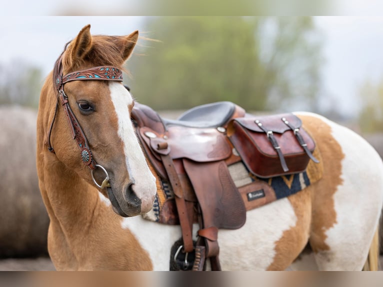 Paint Horse Merrie 7 Jaar 150 cm Gevlekt-paard in Gorzów Wielkopolski