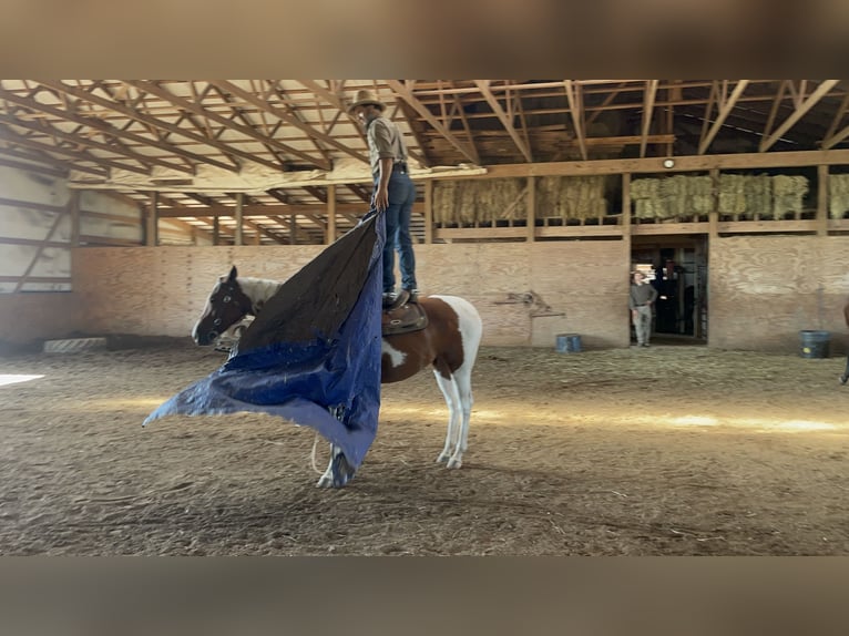 Paint Horse Merrie 7 Jaar 150 cm Gevlekt-paard in Moscow