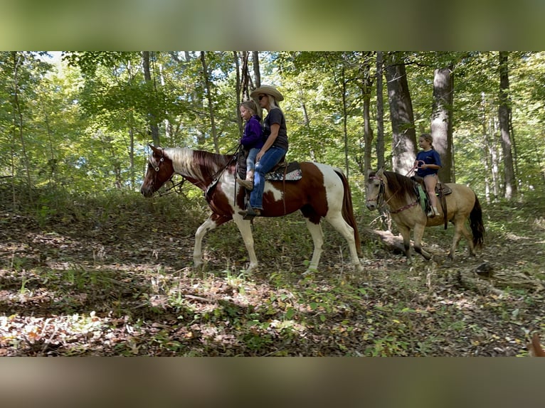 Paint Horse Merrie 7 Jaar 150 cm Gevlekt-paard in Moscow