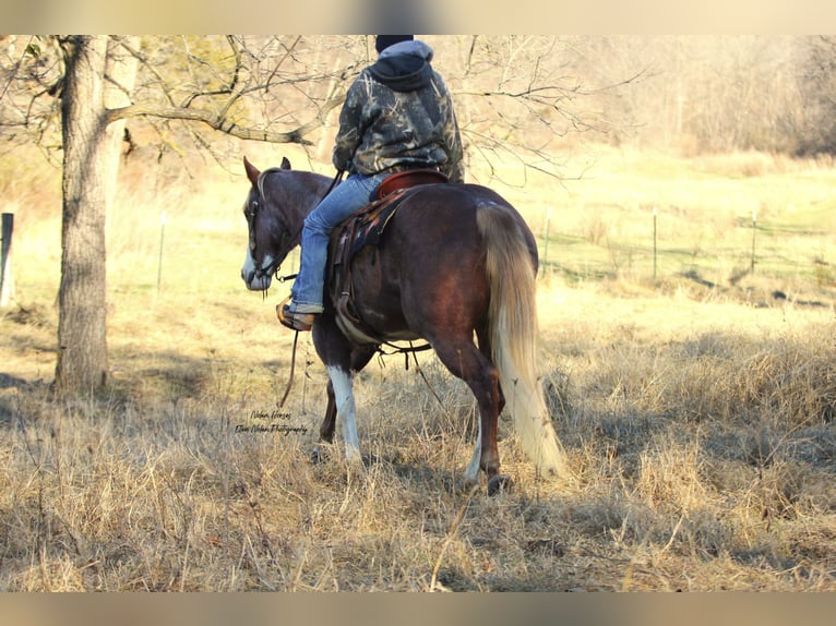 Paint Horse Merrie 7 Jaar 150 cm Gevlekt-paard in Peosta