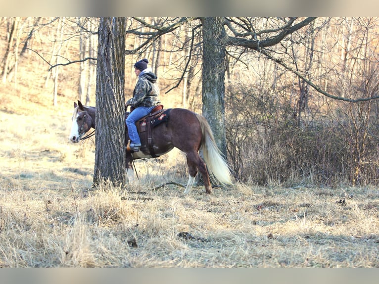 Paint Horse Merrie 7 Jaar 150 cm Gevlekt-paard in Peosta