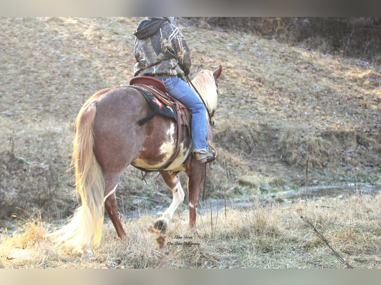 Paint Horse Merrie 7 Jaar 150 cm Gevlekt-paard in Peosta