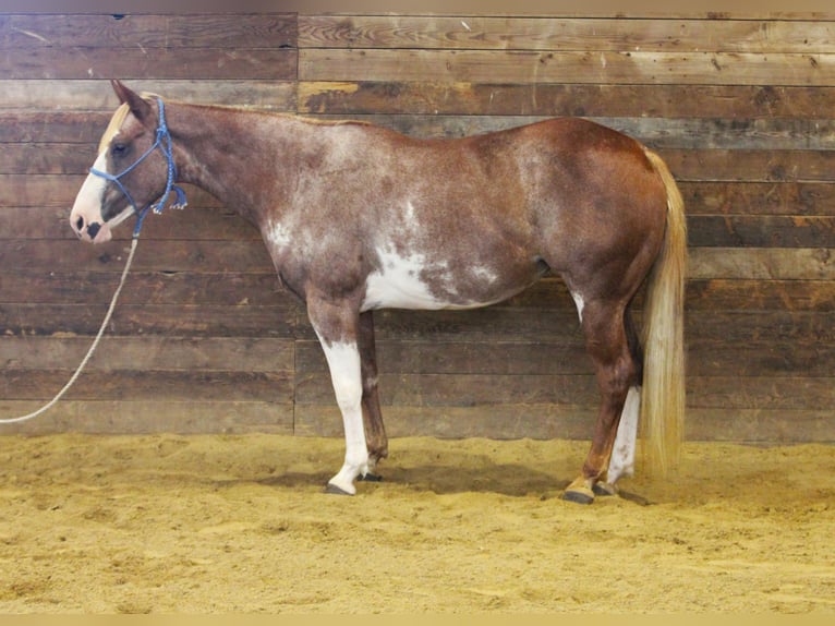 Paint Horse Merrie 7 Jaar 150 cm Gevlekt-paard in Peosta