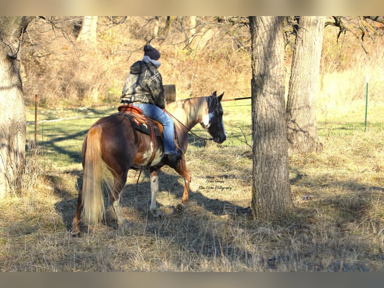 Paint Horse Merrie 7 Jaar 150 cm Gevlekt-paard in Peosta