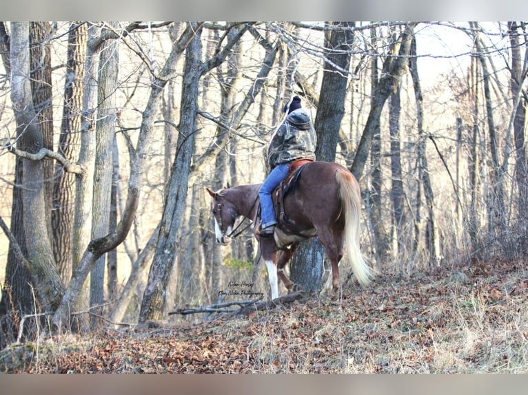 Paint Horse Merrie 7 Jaar 150 cm Gevlekt-paard in Peosta